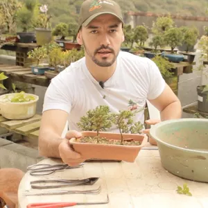 Imagen de portada para Curso online Curso Completo Online de Bonsái para Principiantes en el español