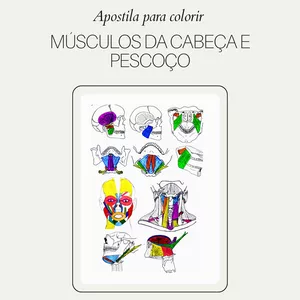 Imagem de capa para o Ebook Apostila para Colorir – Músculos da Cabeça e Pescoço
