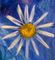 Flower Yoga 