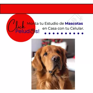 Imagen de portada para Curso online ¡Click! Monta tu Estudio de Mascotas en Casa con tu Celular.