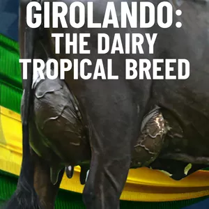 Cover image for Ebook GIROLANDO: THE DAIRY TROPICAL BREED