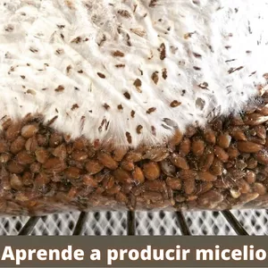 Imagen de portada para Curso online Aprende a producir micelio