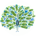 Peacock Voices logo