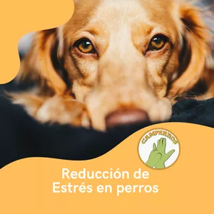 Imagen de portada para Curso online Reducción de estrés en perros