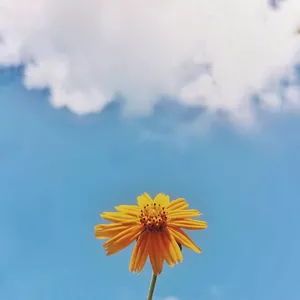 Imagem de capa para o Curso online A cura dos vícios em apostas virtuais