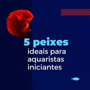 Imagem de capa para o Ebook 5 Peixes ideais para aquaristas iniciantes