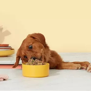 Imagem de capa para o Ebook COMIDA DE VERDADE PARA PETS