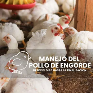 Imagen de portada para Curso online Manejo del pollo de engorde