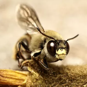 Imagem de capa para o Curso online CENTRIS - A abelha da acerola
