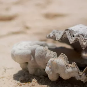 Cover image for Online course Proficient Pearl