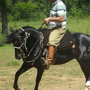 Imagem de capa para o Ebook Aprenda os Segredos do Giro! 