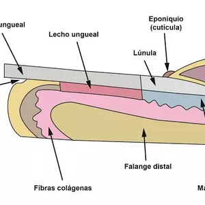 Imagem de capa para o Curso online Por trás da lâmina ungueal: explorando a anatomia avançada das unhas.