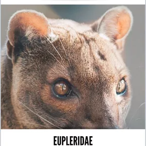 Imagen de portada para Ebook Mamíferos (Eupleridae)