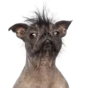 Imagem de capa para o Curso online FOTO DE UM CACHORRO FEIO 