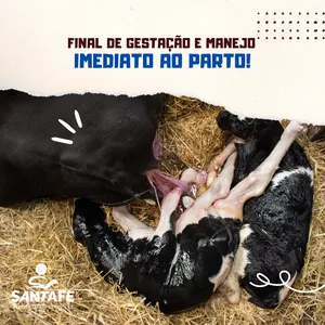 Imagem do curso Final de Gestação e Manejo Imediato ao Parto