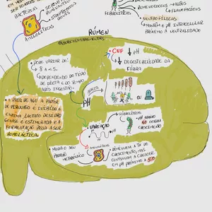 Imagem de capa para o Ebook BIOQUIMICA DOS RUMINANTES ILUSTRADO