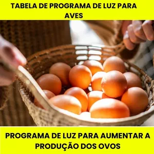 Imagem de capa para o Ebook Tabela de programa de luz