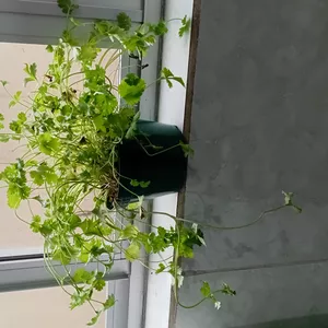 Cover image for Ebook Desperte o seu poder 