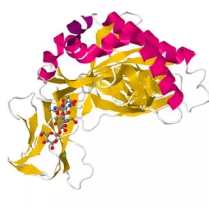 Imagem principal do produto sistema inmunológico 