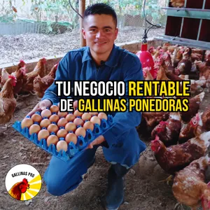 Imagen de portada para Curso online TU NEGOCIO RENTABLE DE GALLINAS PONEDORAS