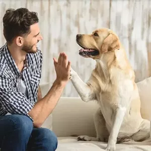 Imagen de portada para Ebook Frutas ideales para tus mascotas