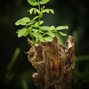 Imagen de portada para Ebook Estrategias Efectivas para Sanar tu Corazón Después de una Separación