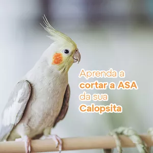 Imagem de capa para o Curso online Cortando Asas de Calopsitas: Treinamento Online
