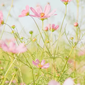 Imagem de capa para o Ebook Segredos e mistérios da UMBANDA
