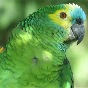 Imagen de portada para Curso online Palabra de Loro