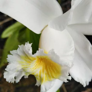 Imagem principal do produto Flores del campo. 