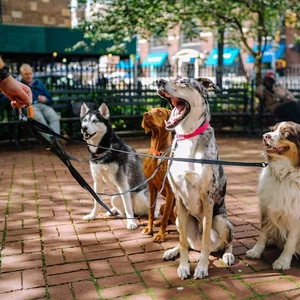 Imagen de portada para Curso online Guía completa de nutrición para mascotas: Alimentos esenciales para perros y gatos