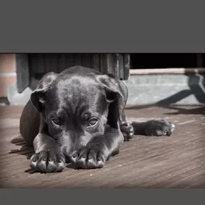 Imagem de capa para o Ebook Treino fácil para cães