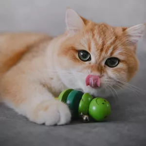 Imagen de portada para Ebook Cuidados nutricionales para tu nuevo amigo felino