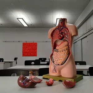 Imagem de capa para o Curso online Vídeo-Aulas iniciais de Anatomia para Estudantes de Medicina