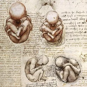 Imagen de portada para Ebook Embriología, conceptos básicos - Semanas de gestación 