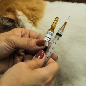 Imagem de capa para o Curso online Viscum album Homeopático Injetável