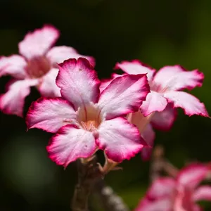 Imagem de capa para o Ebook Técnicas Avançadas para Florescer Rosas do Deserto