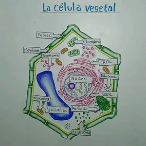 Imagen de portada para Ebook La Célula Vegetal Gigante para pintar y recortar