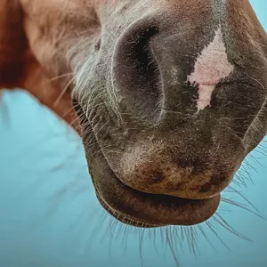 Imagen de portada para Curso online Doma Natural con Maria Eugenia Fuentes