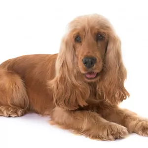 Cover image for Online course CD Evanescence - The Bitter Truth