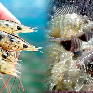 CURSO ONLINE DE CRIAÇÃO DE CAMARÃO MARINHO E TILÁPIAS EM BIOFLOCOS LONGE DO MAR EM TANQUES DE GEOMEMBRANA E FERROCIMENTO.