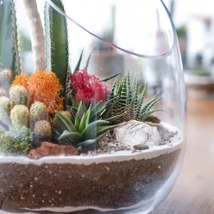 Imagen de portada para Curso online Creación y composición de terrariums con suculentas