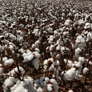 Imagem de capa para o Curso online Comercialização de Algodão: Resumo prático