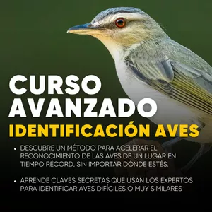 Imagen de portada para Curso online CURSO AVANZADO DE IDENTIFICACIÓN DE AVES | Método Birding Pro