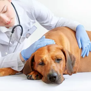 Imagen de portada para Curso online Certificado + 9 Masterclass de Medicina Interna 2022