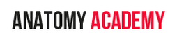 Anatomy Academy