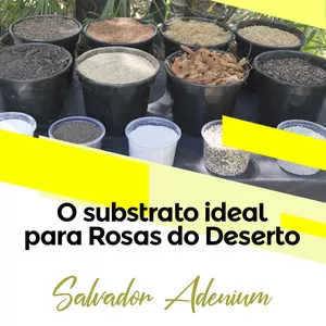 Imagem de capa para o Curso online CURSO 2 - O SUBSTRATO IDEAL PARA SUA ROSA DO DESERTO