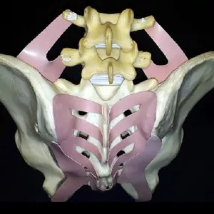 Imagem de capa para o Curso online Monte sua Bacia (Pelve)