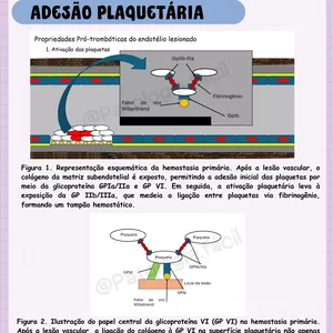 Imagem de capa para o Ebook Ebook disfunções da hemostasia primária e secundária + Slides da Aula