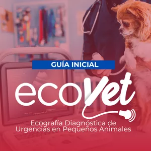 Imagen de portada para Curso online Guía Práctica de Introducción a la Ecografía Diagnóstica